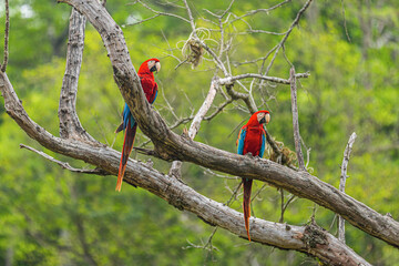 Pair of Scarlet Macaws Perched on Tree Branch in Tropical Forest © Guilherme Haruo