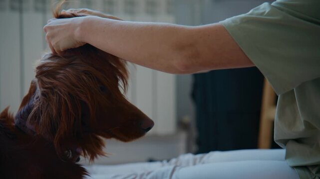 Person gently strokes a long-haired brown dog's head. The dog looks calm and relaxed, trusting the touch. Soft indoor lighting highlights the dog's fluffy coat. This peaceful moment suits pet care