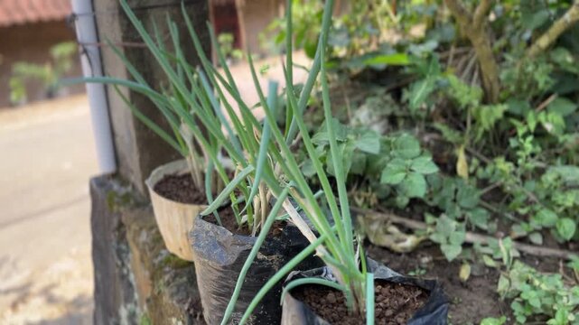 Scallion plants growing in black polybags in a home garden