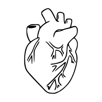 hand drawn medical anatomical heart illustration for cardiology or science concept