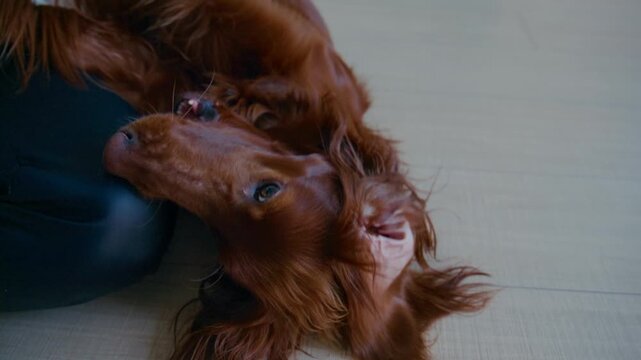 Fluffy red Irish Setter lies on tiled floor, looking up with bright, curious eyes. Its long fur brushes the ground as it shifts slightly. The dog wears a brown collar and seems relaxed, content