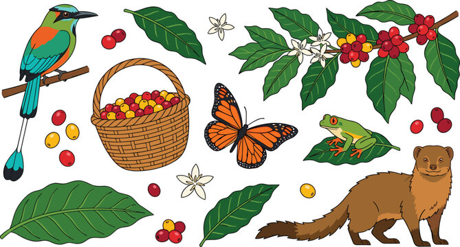 Coffee Plantation Ecosystem Collection Featuring Coffee Cherries Leaves Blossoms Wildlife Tropical Birds Butterfly and Botanical Nature Vector Illustration Set