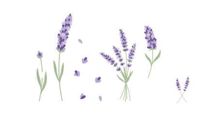 Fototapeta premium Beautiful purple lavender flowers illustration with scattered buds and leaves Vector