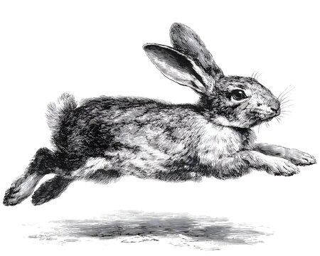 Detailed black and white engraving of a wild rabbit or hare leaping dynamically with energetic movement