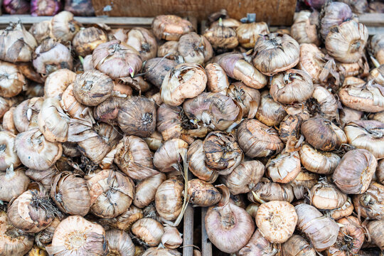 A large collection of fresh tulip bulbs displayed in wooden crates for sale in the Netherlands. These healthy flower bulbs are ready for planting in spring garden landscapes.