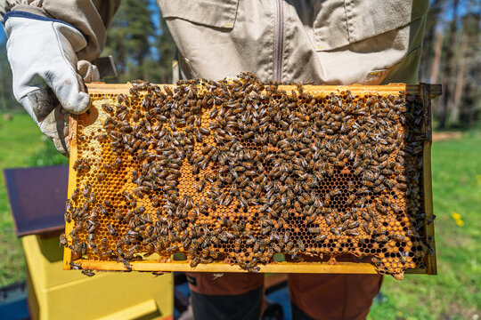 A professional beekeeper wearing protective gear holds a wooden frame filled with busy honey bees and honeycomb, showcasing sustainable apiculture in a sunny outdoor apiary.