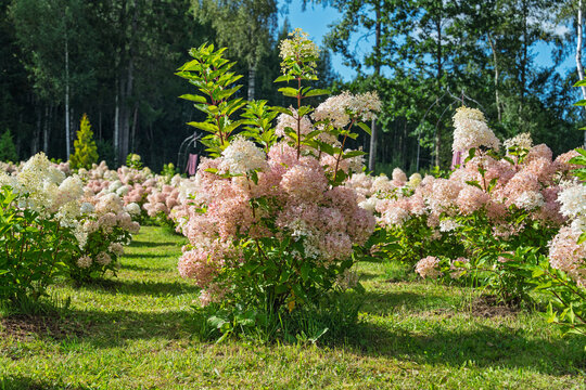 A vibrant field of blooming Hydrangea paniculata bushes with pink and white flowers in a lush summer garden. The sunny landscape features green grass and trees in the.