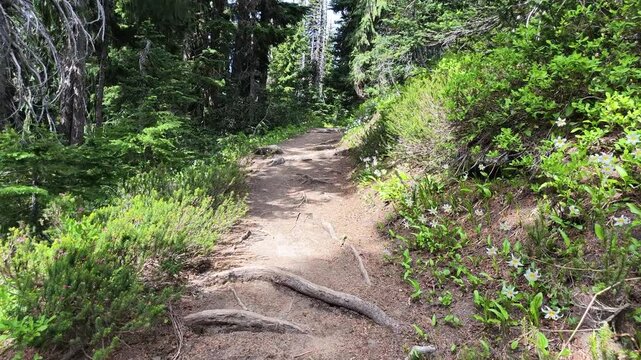 POV hiking on a dirt trail through a Washington state forest