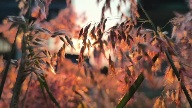Delicate Ruellia repens flowers and lush green foliage illuminated by the warm glow of sunset, creating a peaceful tropical garden scene with a soft golden background and natural bokeh.