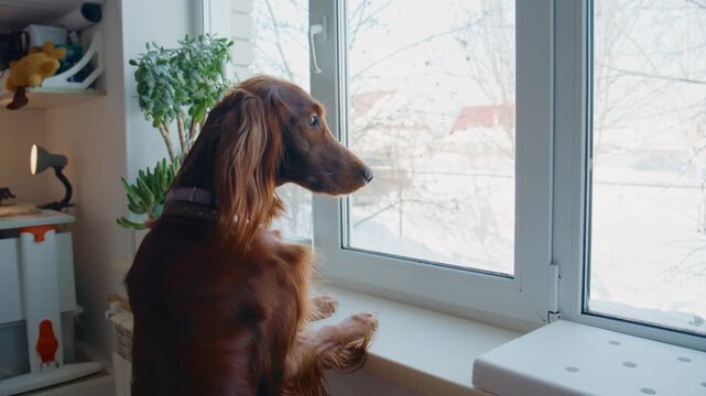Long-haired dog stands by window, watching outside. Reddish-brown fur, attentive gaze, paws resting on sill. Winter scene visible beyond glass. Calm indoor setting with plants and radiator nearby