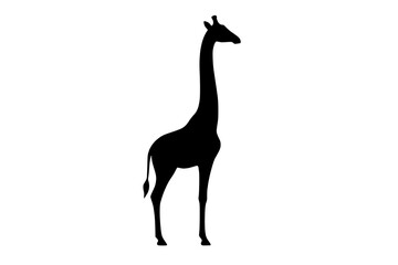 Fototapeta premium Giraffe silhouette stands isolated on a white background to represent wildlife.