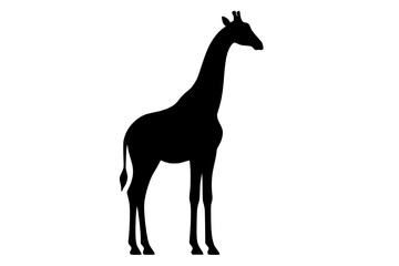 Fototapeta premium Giraffe standing in profile displays a tall neck and distinct spotted body pattern.
