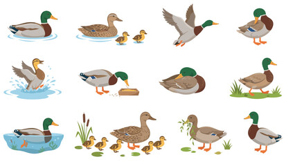 Fototapeta premium Set of realistic mallard duck in various poses swimming flying and standing with cute ducklings drawing vector collection.