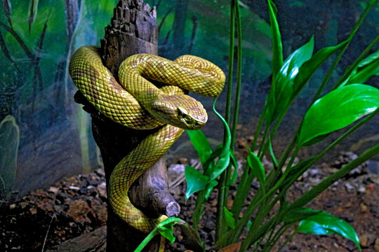 Cobra