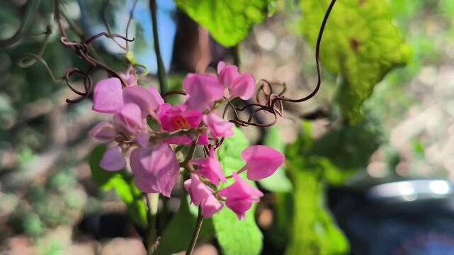 Beautiful Antigonon leptopus flowers blooming abundantly on a climbing vine, featuring delicate pink blossoms and lush green foliage that brighten tropical gardens and natural landscapes.