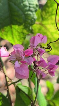 Beautiful Antigonon leptopus flowers blooming abundantly on a climbing vine, featuring delicate pink blossoms and lush green foliage that brighten tropical gardens and natural landscapes.