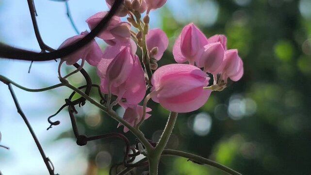 Beautiful Antigonon leptopus flowers blooming abundantly on a climbing vine, featuring delicate pink blossoms and lush green foliage that brighten tropical gardens and natural landscapes.