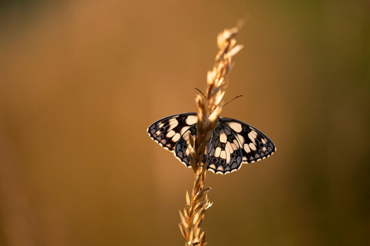 A *Melanargia galathea* butterfly (Marbled White) in a summer meadow. A beautiful insect in the warm light of the "golden hour."