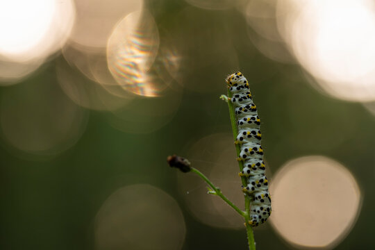 Artistic macro of a mullein moth caterpillar on a plant stem with a warm glowing bokeh background. Cucullia verbasci larva on a figwort.