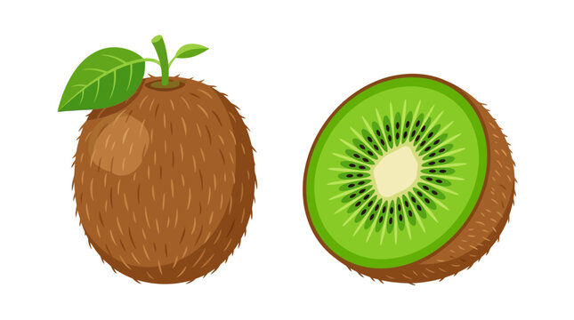 Kiwi fruit, kiwi icons, green kiwi, fruit illustrations, kiwi vector