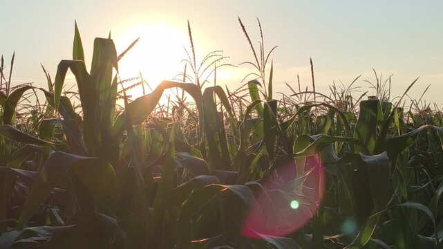 Beautiful sunrise illuminating a corn plantation with warm golden light, creating a peaceful rural landscape as sunlight emerges above rows of growing corn plants and surrounding farmland.