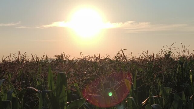 Beautiful sunrise illuminating a corn plantation with warm golden light, creating a peaceful rural landscape as sunlight emerges above rows of growing corn plants and surrounding farmland.