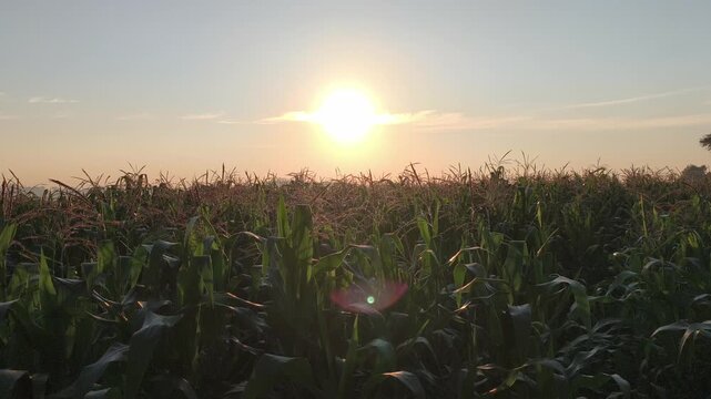 Beautiful sunrise illuminating a corn plantation with warm golden light, creating a peaceful rural landscape as sunlight emerges above rows of growing corn plants and surrounding farmland.