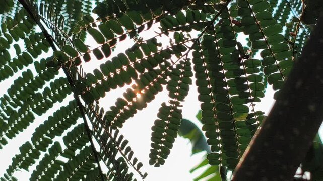 Close-up of fresh green leaves of the Flamboyant tree (Delonix regia), showcasing delicate feathery leaflets and lush tropical foliage in natural outdoor sunlight