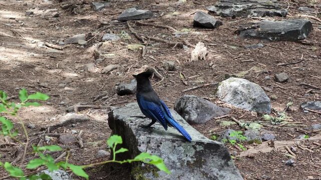 Stellers Jay perched on rock in Washington forest