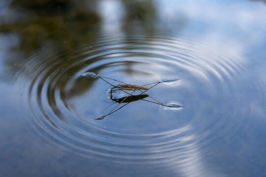 A water strider gliding on a calm lake surface creating concentric ripples.