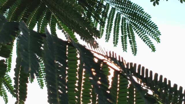 Close-up of fresh green leaves of the Flamboyant tree (Delonix regia), showcasing delicate feathery leaflets and lush tropical foliage in natural outdoor sunlight
