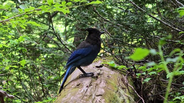 Stellers Jay perched on mossy log in Washington forest