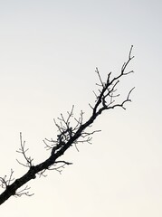 Fototapeta premium Silhouette of a bare tree branch against a bright sky.