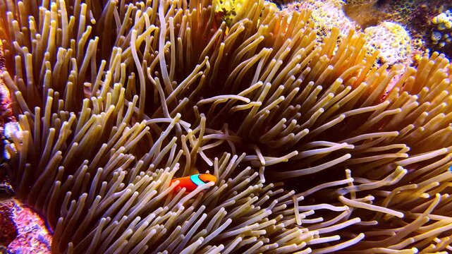 Clownfish swimming inside colorful tropical sea anemone underwater footage.