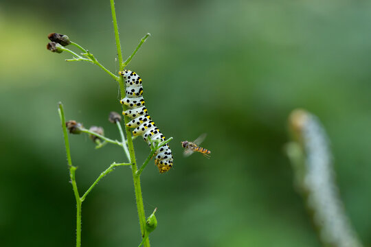 
A tachinid fly attacking a large moth caterpillar&mdash;the mullein moth. A dramatic macro shot showing the insects on a plant stem.