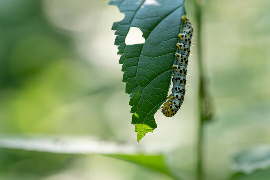 Mullein moth caterpillar eating a green figwort leaf. Macro of Cucullia verbasci larva feeding and damaging a plant in summer.