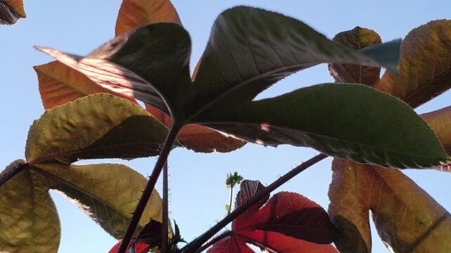 Distinctive Jatropha gossypifolia leaves featuring deep purple to dark green tones with unique lobed shapes, showcasing the ornamental beauty and striking foliage of this tropical plant.