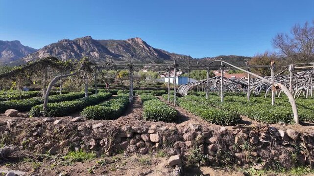 A cultivated tea plantation with orderly rows, stone walls, and wooden frames, set against rocky mountains under a clear blue sunny sky.