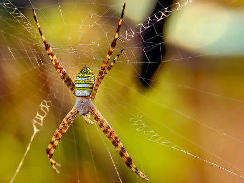 Yellow and black striped wasp spider on web, macro photography of wildlife insect