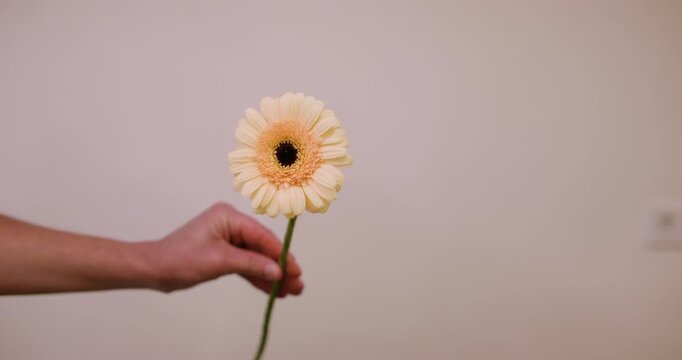 Gerbera daisy flower. Bloom plant. Florist female hand holding capitulum with green stem presenting fresh seasonal blossom.