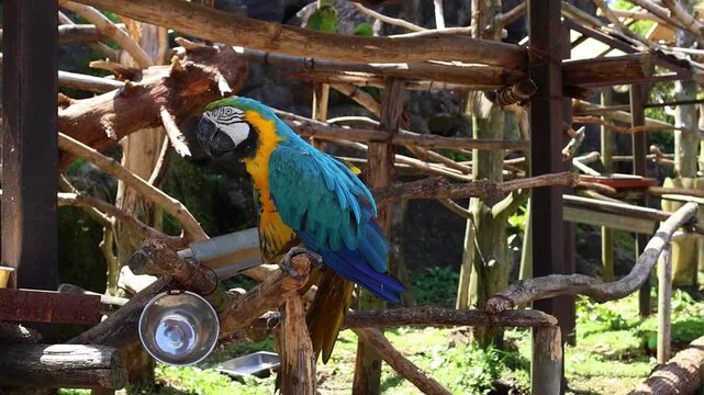 Colorful blue and yellow macaw parrot sitting on a wooden perch in a zoo in Japan, surrounded by rustic branches and natural sunlight. Tropical bird and wildlife travel concept.