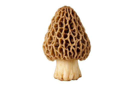 Morel mushroom close-up, brown wild edible fungus macro photo, gourmet ingredient for foraging, cooking and food blogs isolated PNG with Transparent Background