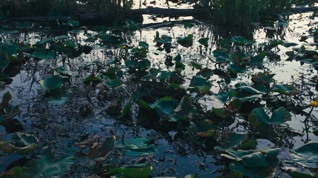 A pond with a duck and its ducklings swimming through the lily pads.