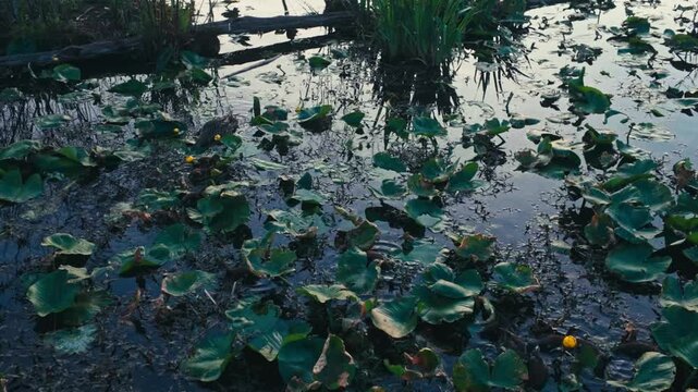 A pond full of ducks and ducklings swimming around the lily pads.