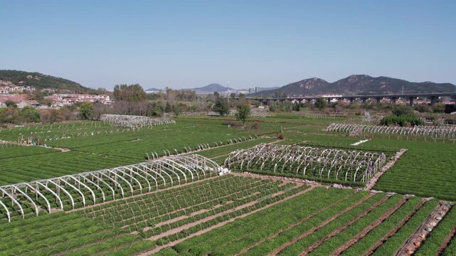 A rural agricultural landscape with orderly farm plots and arched greenhouse frames, backed by hills and distant mountains under a clear sky.