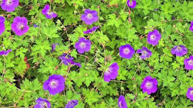 Vibrant purple geranium flowers blooming in a lush garden setting during spring season.