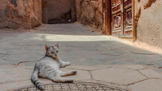 Cats roaming the alleys of Kashgar Old Town