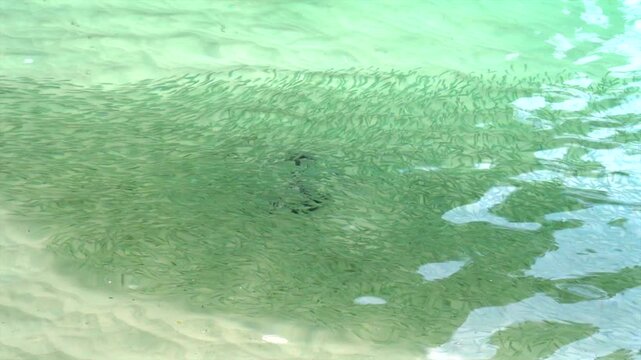 serene underwater scene with fish swimming in calm ocean or lake environment, viewed from an underwater perspective with green and blue tones and natural aquatic life.