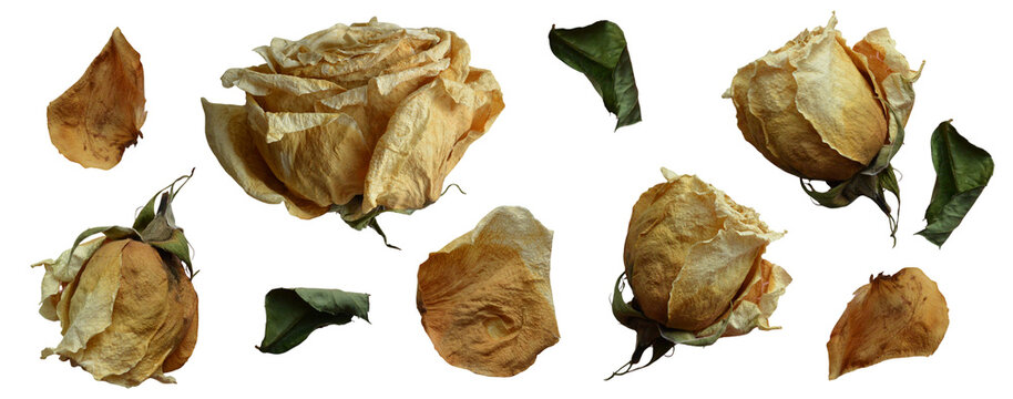 Dried beige rose buds and withered flower petals clip art set on a transparent background
