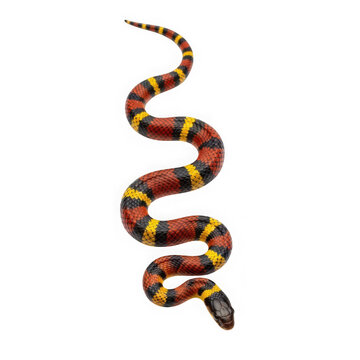 A vibrant milk snake with distinct red black and yellow bands isolated on white.